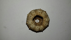 Stylocidaris affinis