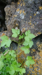 Drusa glandulosa