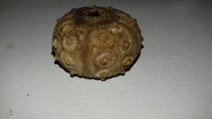 Stylocidaris affinis