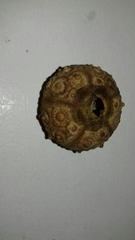 Stylocidaris affinis