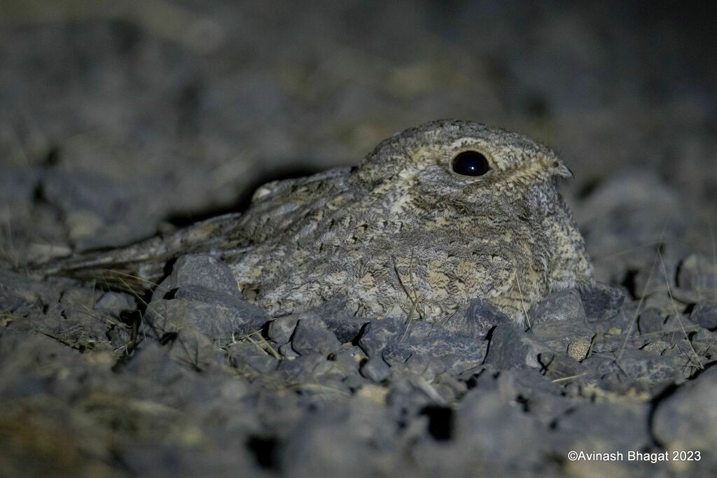 Sykes's Nightjar