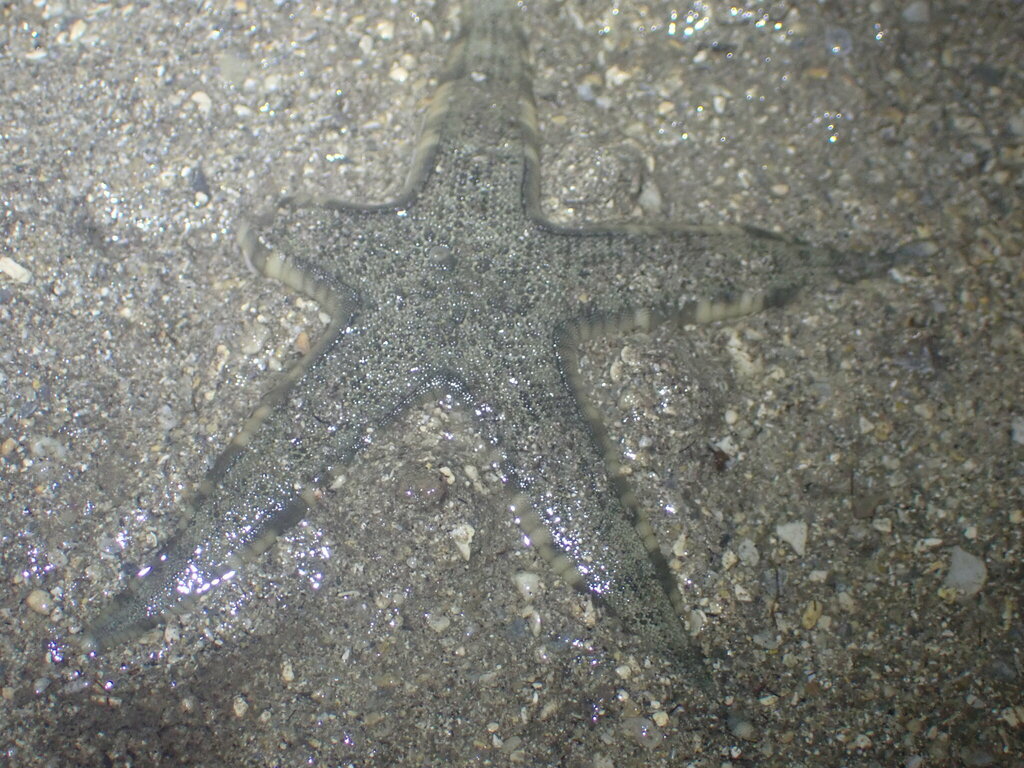 Common Sea Star