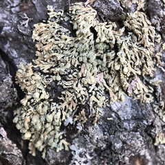 Parmeliopsis capitata