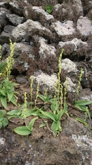 Habenaria tridactylites