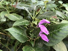 Brillantaisia lamium