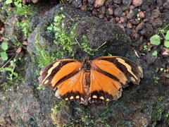 Consul fabius cecrops