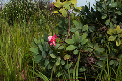 Protea angolensis var. trichanthera image