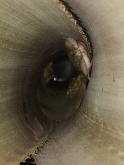 Scinax x-signatus