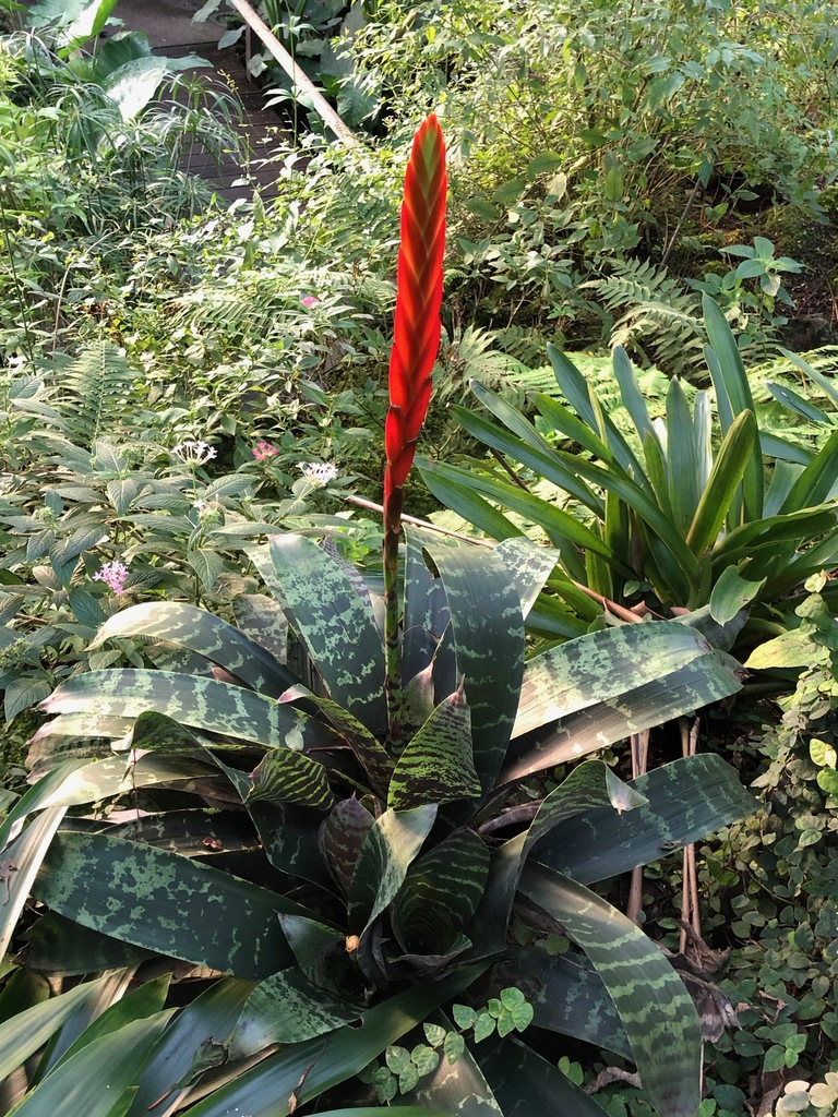 Врієзія — Lutheria splendens