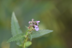 Stachys aspera