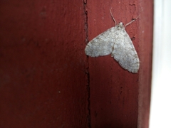 Trichopteryx carpinata