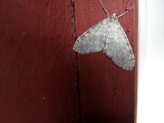 Trichopteryx carpinata