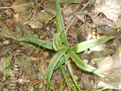 Pterostylis patens