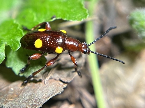 Lilioceris miwai, 2023-06-22