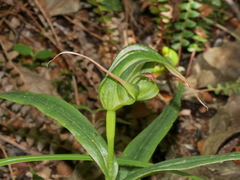 Pterostylis patens