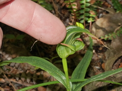 Pterostylis patens