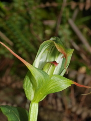 Pterostylis patens