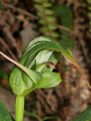 Pterostylis patens