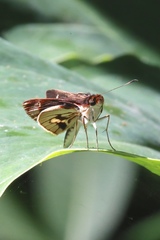 Vettius fantasos