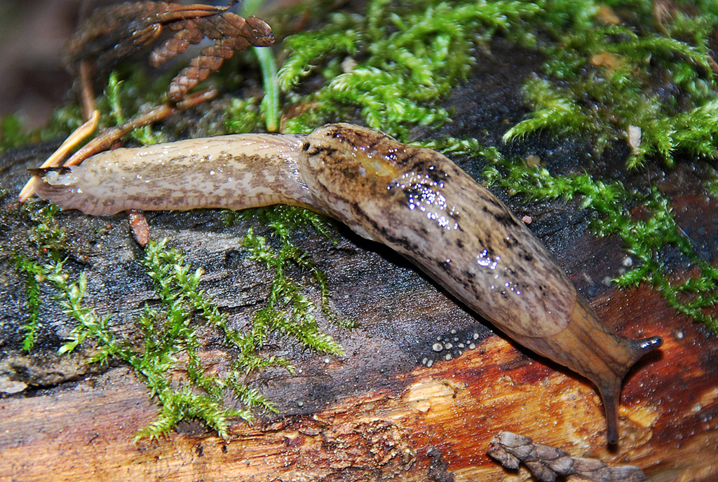 Binneyid Shelled Slugs