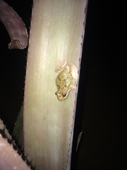 Scinax x-signatus