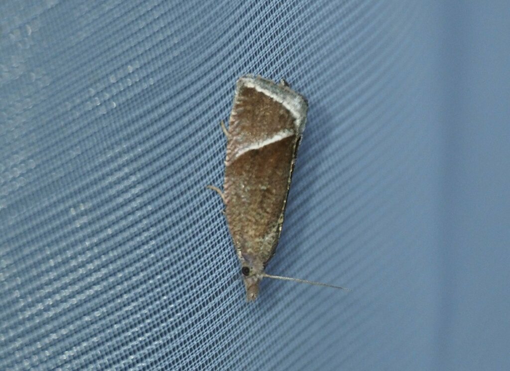 Thiodia torridana