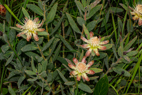 Proteaceae image