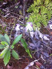 Cynorkis fastigiata