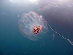 Cyclosalpa affinis