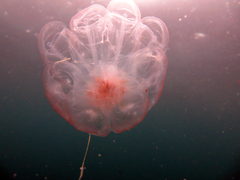 Cyclosalpa affinis