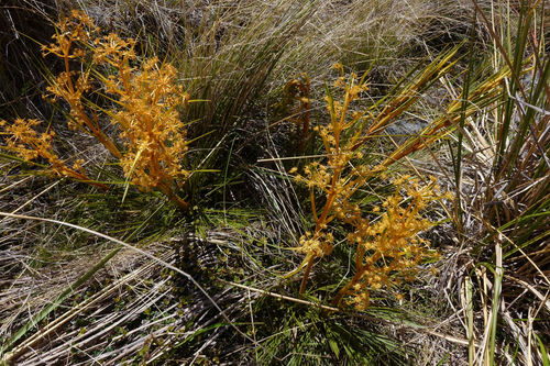 Aciphylla montana (Aciphylla montana)