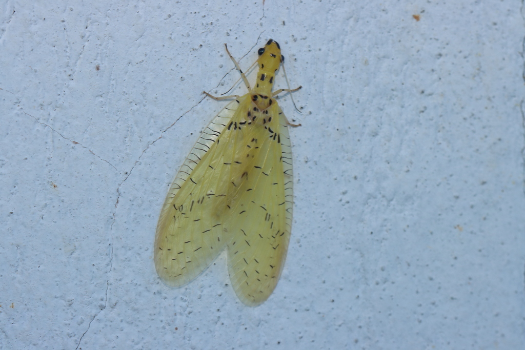 Chloronia absona