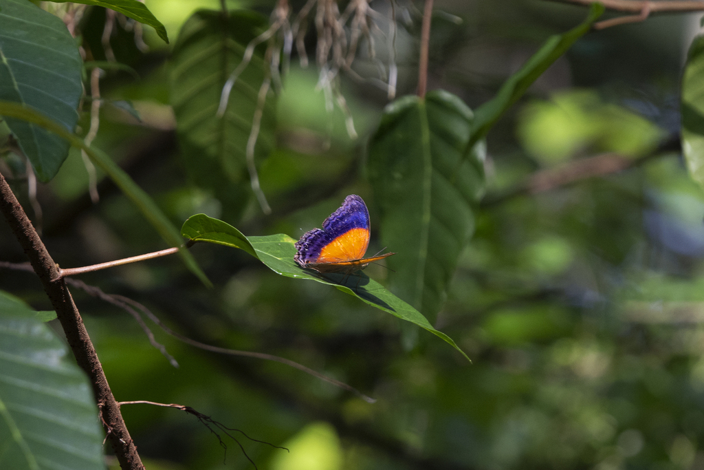 Cirrochroa semiramis