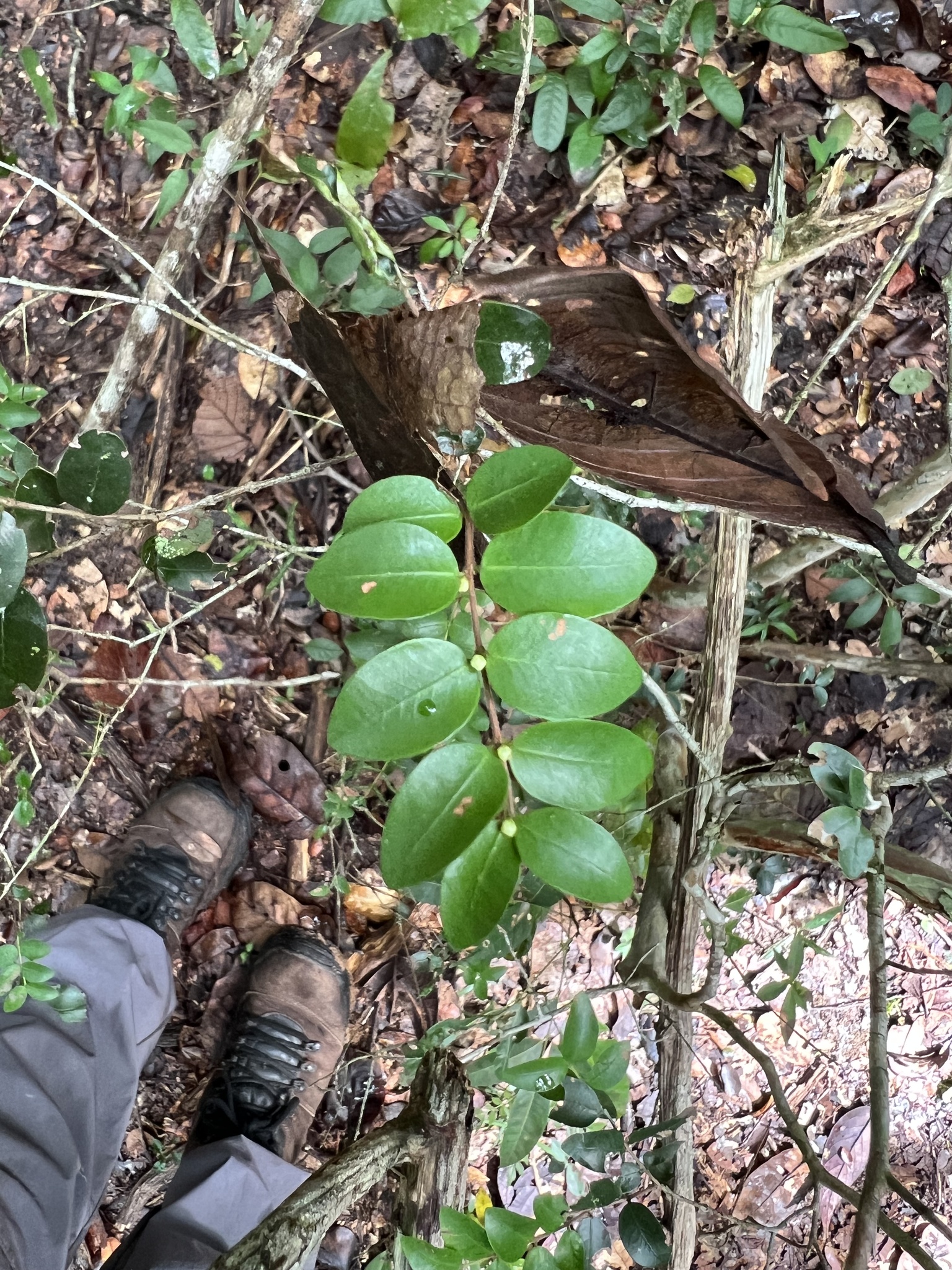 Imagem de Jabuticaba-de-cipó