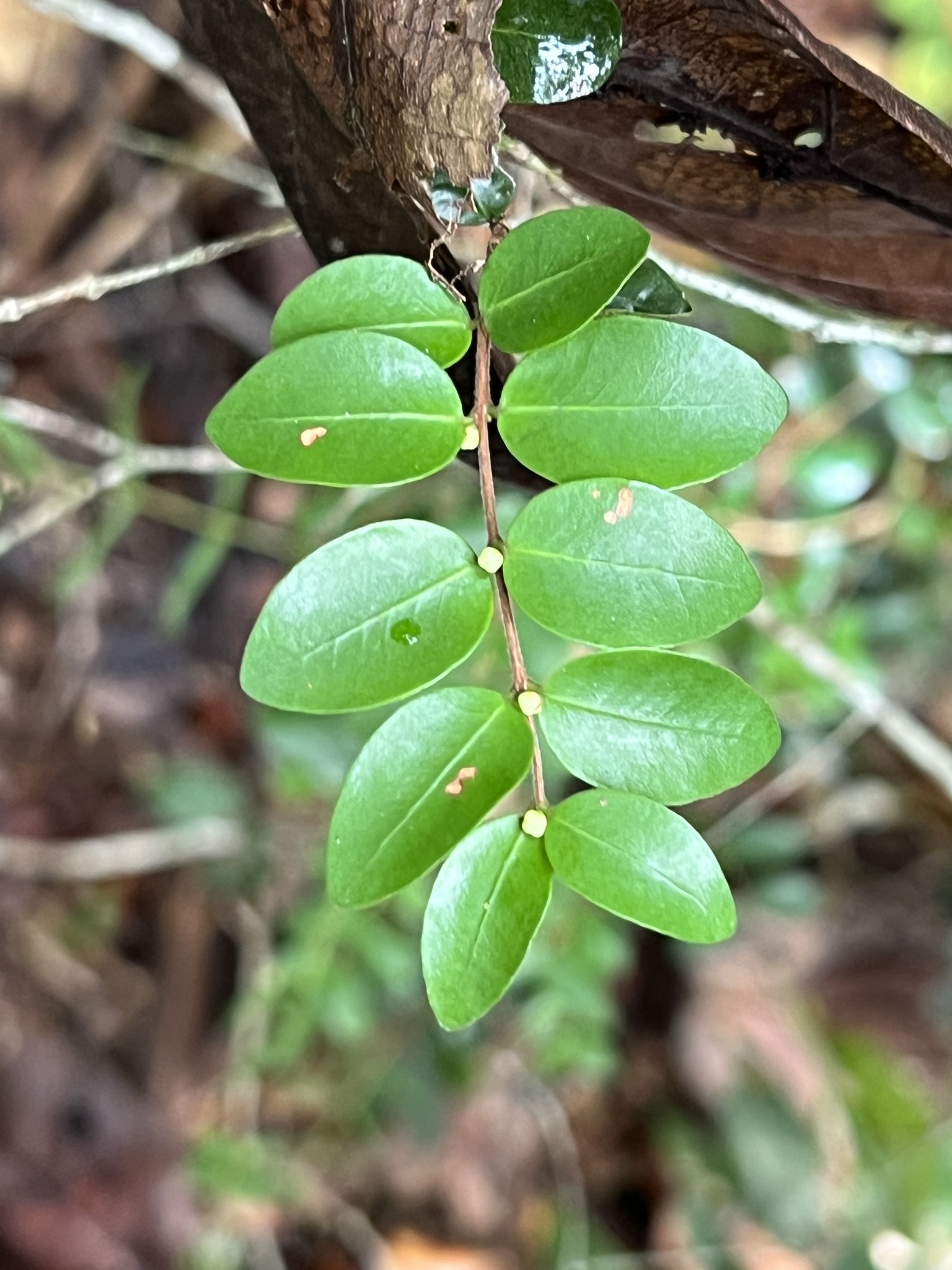 Imagem de Jabuticaba-de-cipó