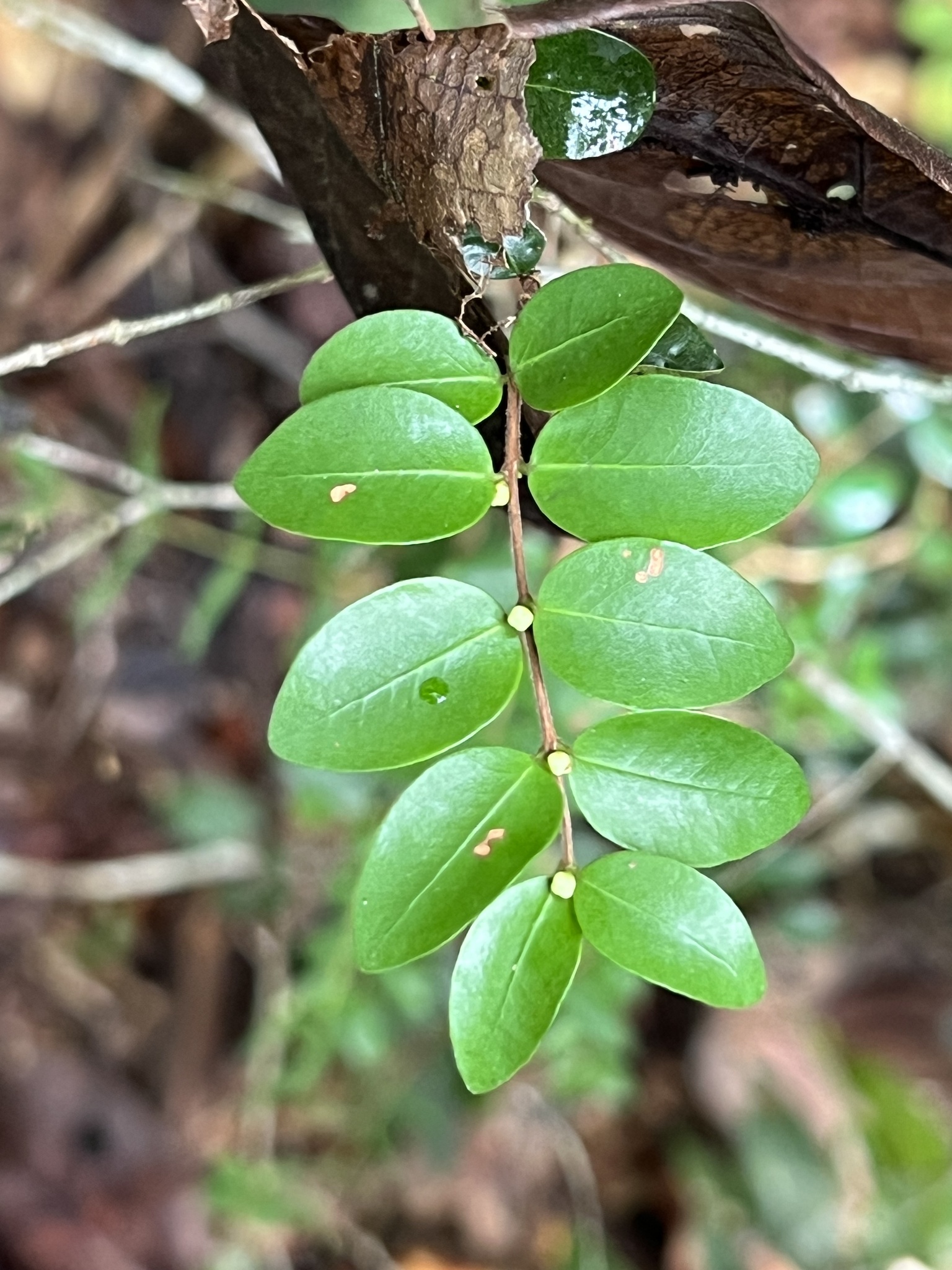 Imagem de Jabuticaba-de-cipó