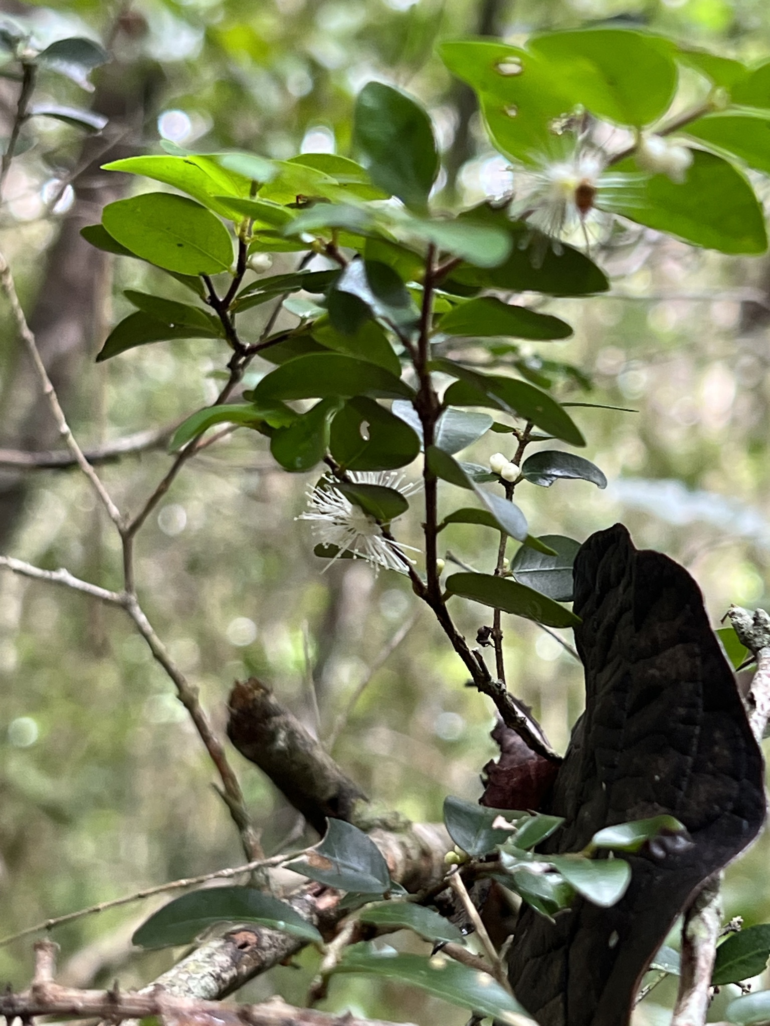 Imagem de Jabuticaba-de-cipó