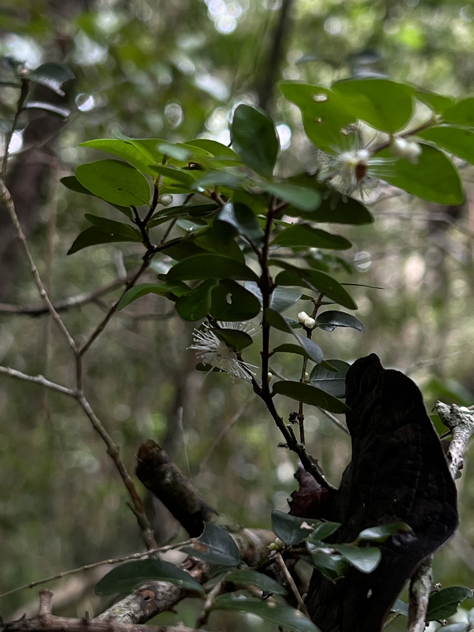 Imagem de Jabuticaba-de-cipó
