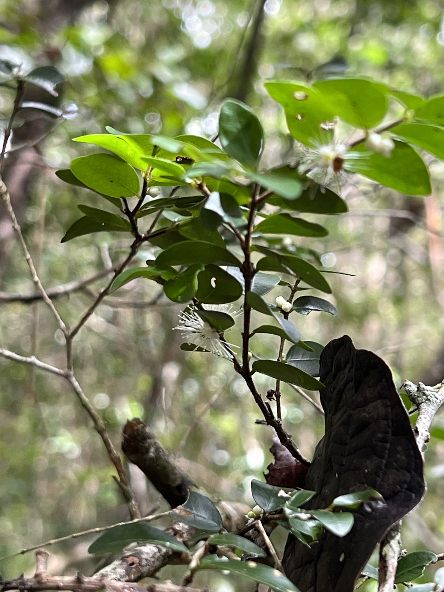 Imagem de Jabuticaba-de-cipó