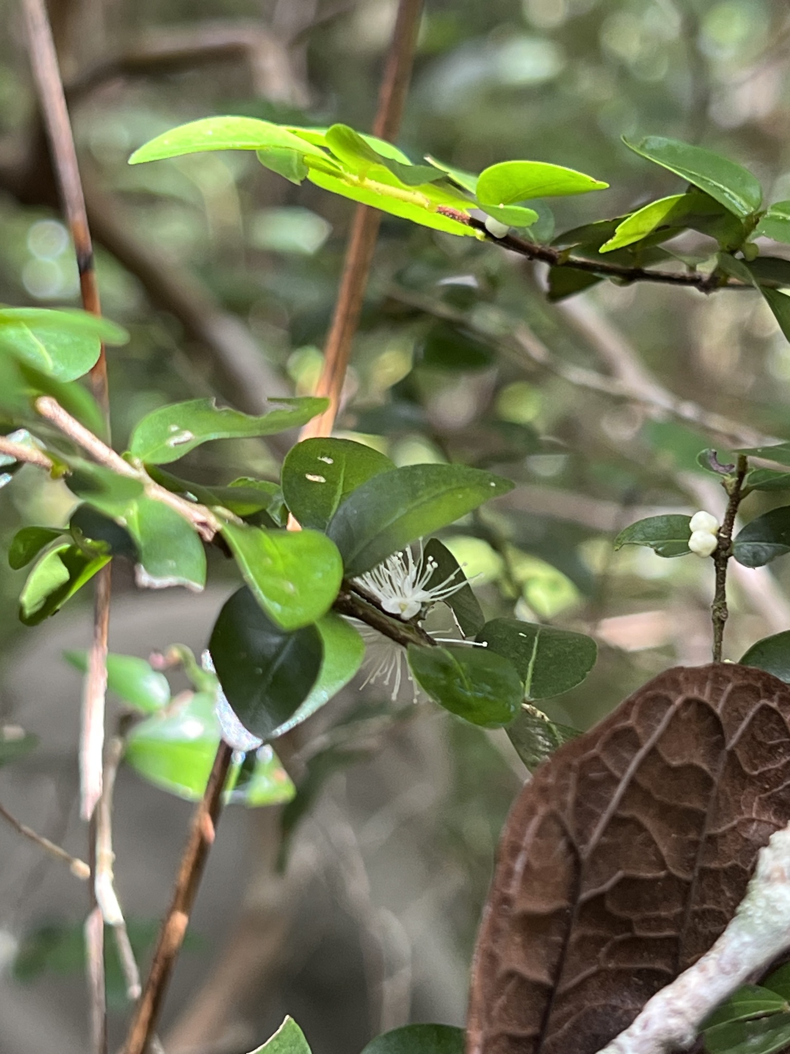 Imagem de Jabuticaba-de-cipó