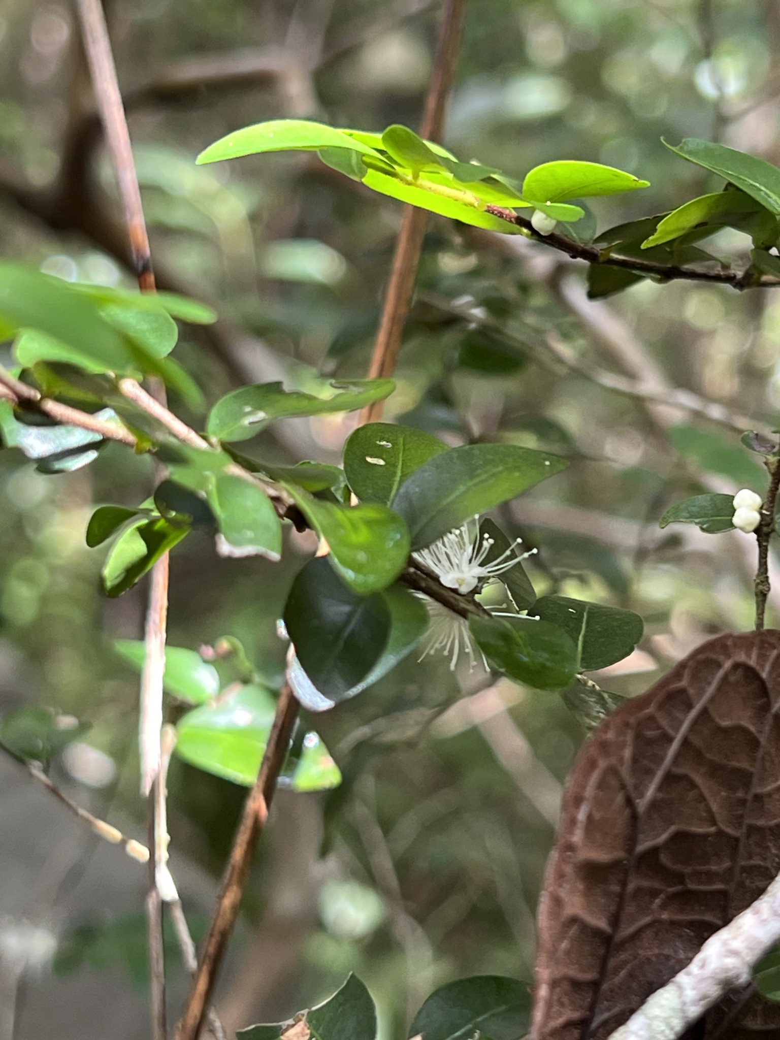 Imagem de Jabuticaba-de-cipó