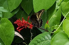 Battus polydamas