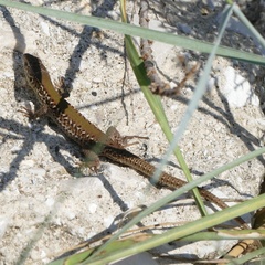 Podarcis ionicus