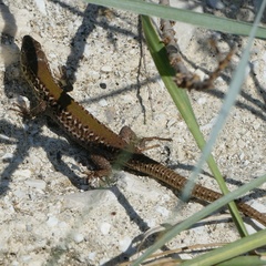 Podarcis ionicus