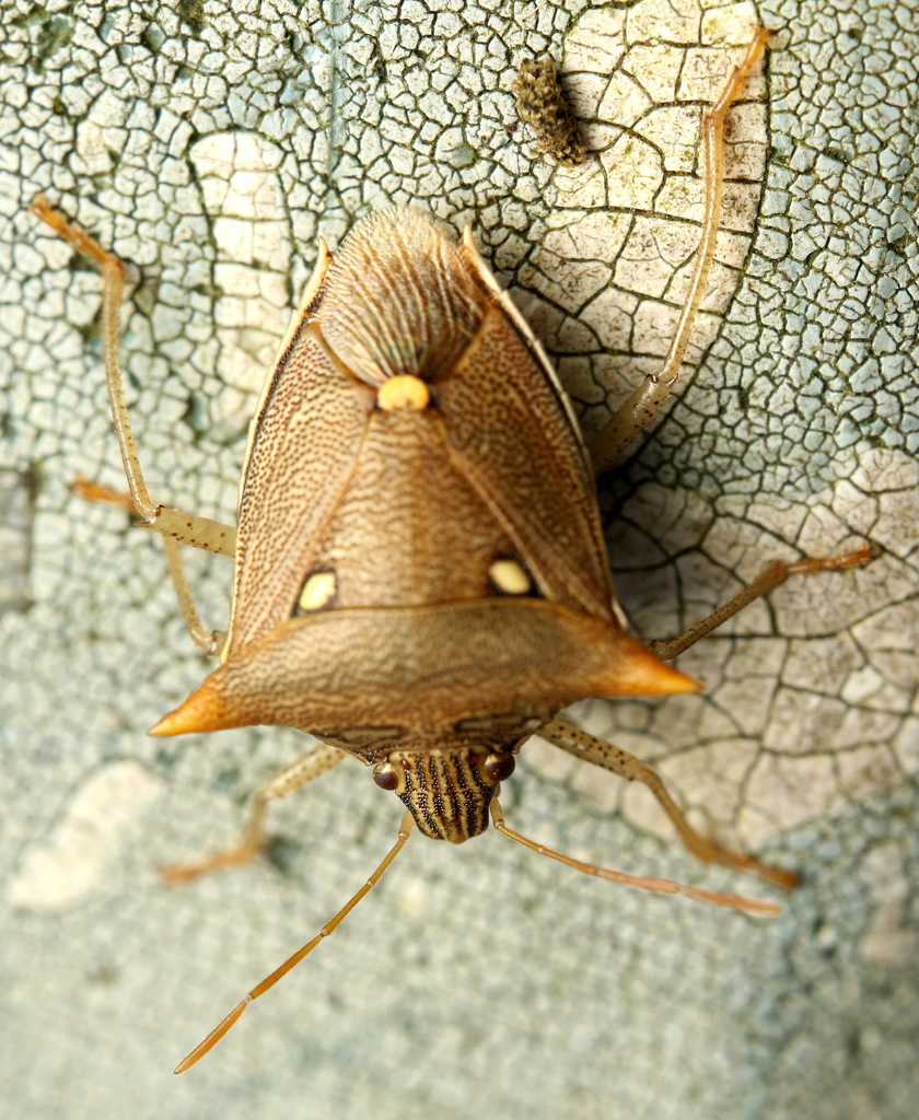 Aspavia pallidispina