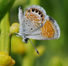 Brephidium exilis exilis