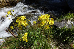 Dolichoglottis lyallii