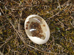 Cochlicella