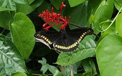 Battus polydamas