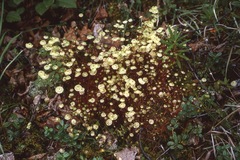 Splachnum luteum